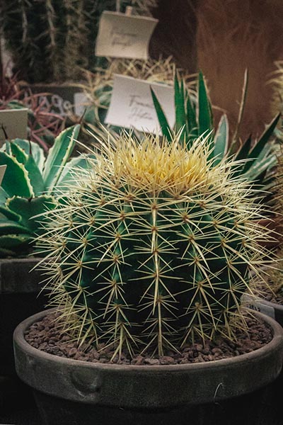 Echinocactus Grusonii